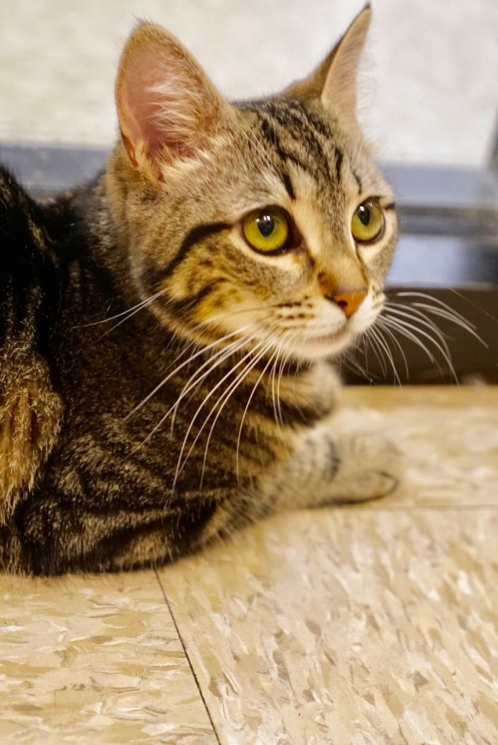 June, an adopted Domestic Short Hair & Tabby Mix in Colmar, PA_image-3