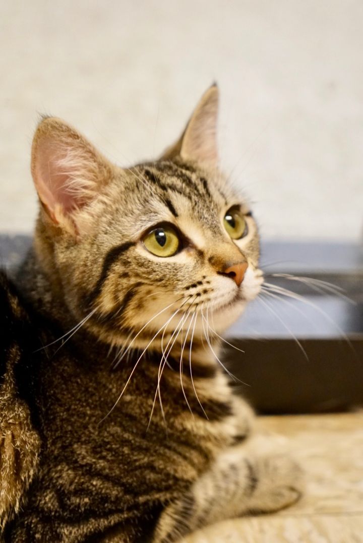 June, an adopted Domestic Short Hair & Tabby Mix in Colmar, PA_image-4