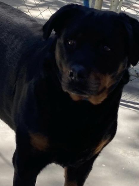 Genie, an adoptable Rottweiler in Portland, OR_image-2