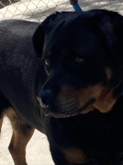 Genie, an adoptable Rottweiler in Portland, OR_image-3
