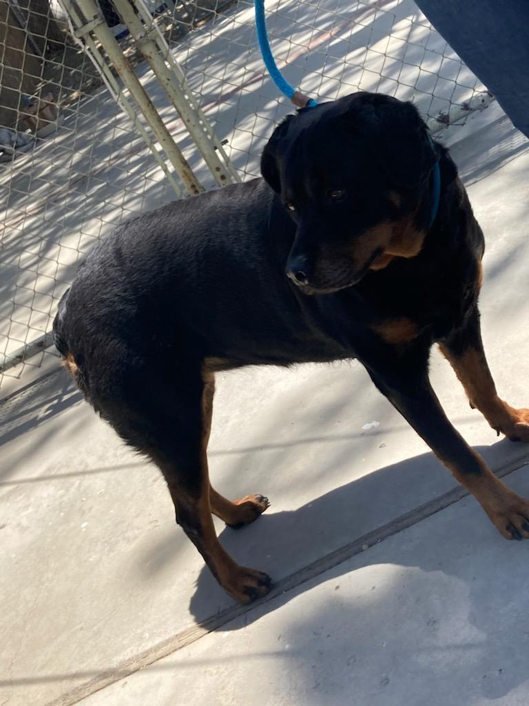 Genie aka Rizzo, an adoptable Rottweiler in Portland, OR, 97233 | Photo Image 1