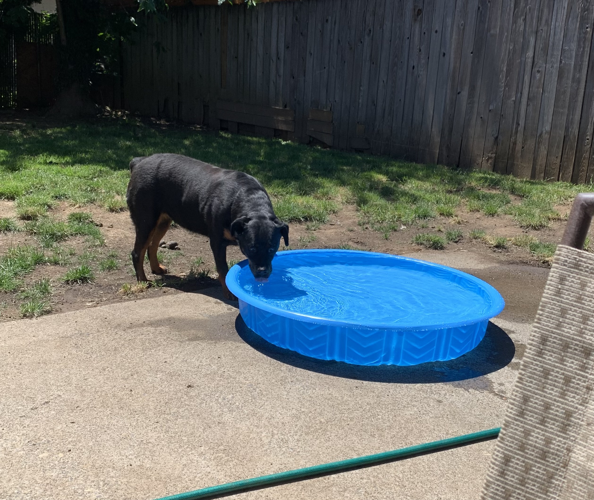 Genie aka Rizzo, an adoptable Rottweiler in Portland, OR, 97233 | Photo Image 4