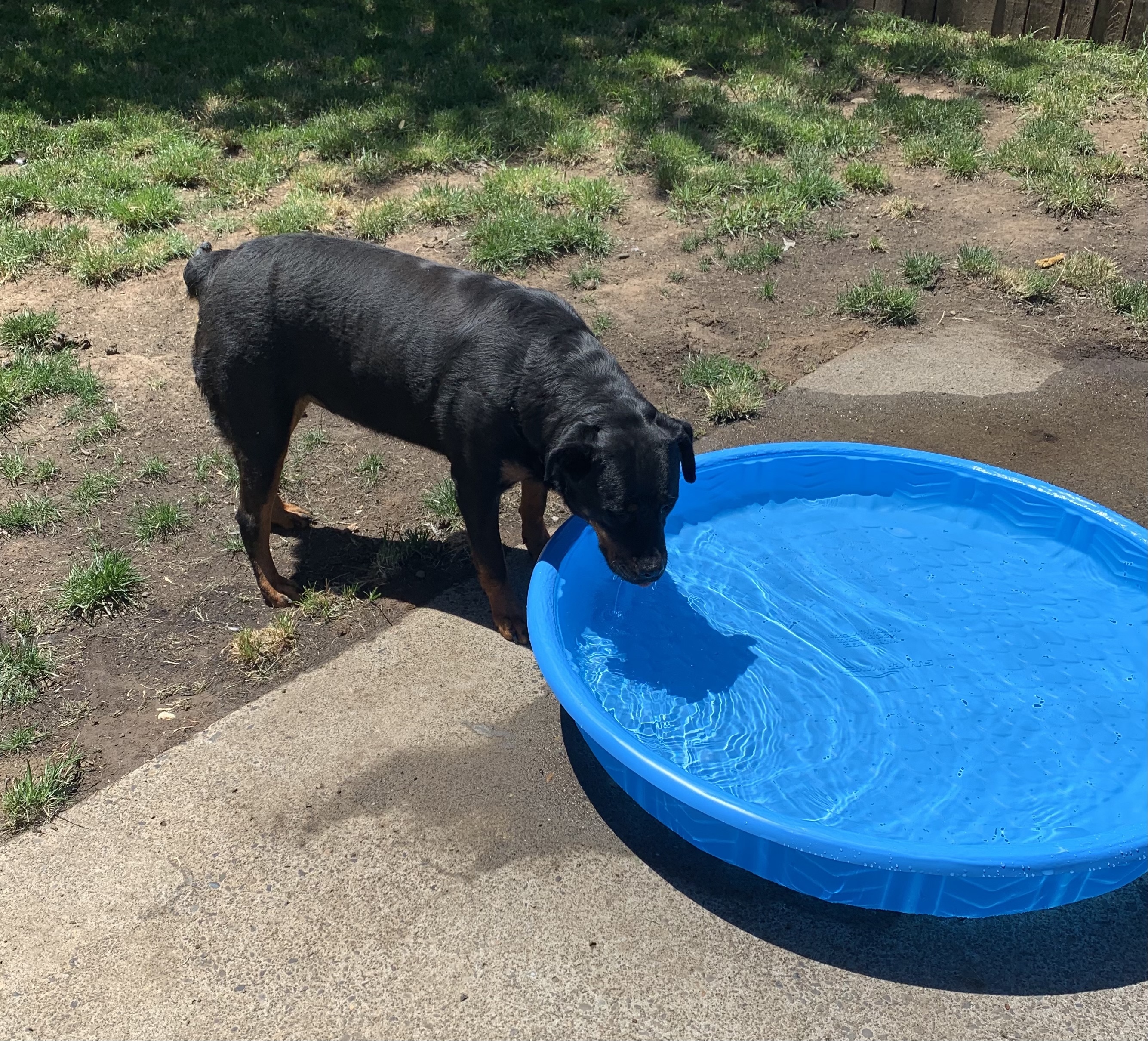 Genie aka Rizzo, an adoptable Rottweiler in Portland, OR, 97233 | Photo Image 5