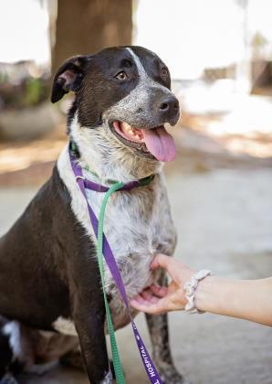 Dog for adoption - REIGN, an Australian Cattle Dog / Blue Heeler Mix in  Converse, TX | Petfinder