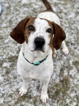 Bocephus, an adoptable Hound in Belmont, NY, 14813 | Photo Image 1