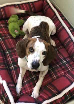 Bocephus, an adoptable Hound in Belmont, NY, 14813 | Photo Image 3