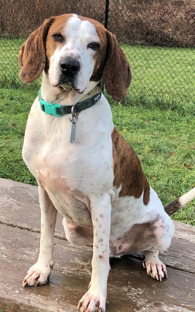 Bocephus, an adoptable Hound in Belmont, NY, 14813 | Photo Image 3