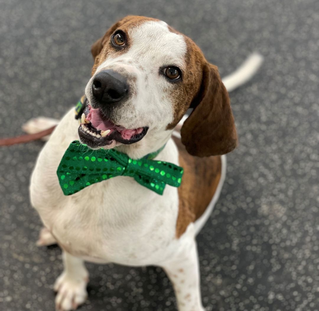 Bocephus, an adoptable Hound in Belmont, NY, 14813 | Photo Image 5