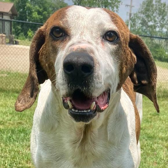 Bocephus, an adoptable Hound in Belmont, NY, 14813 | Photo Image 5