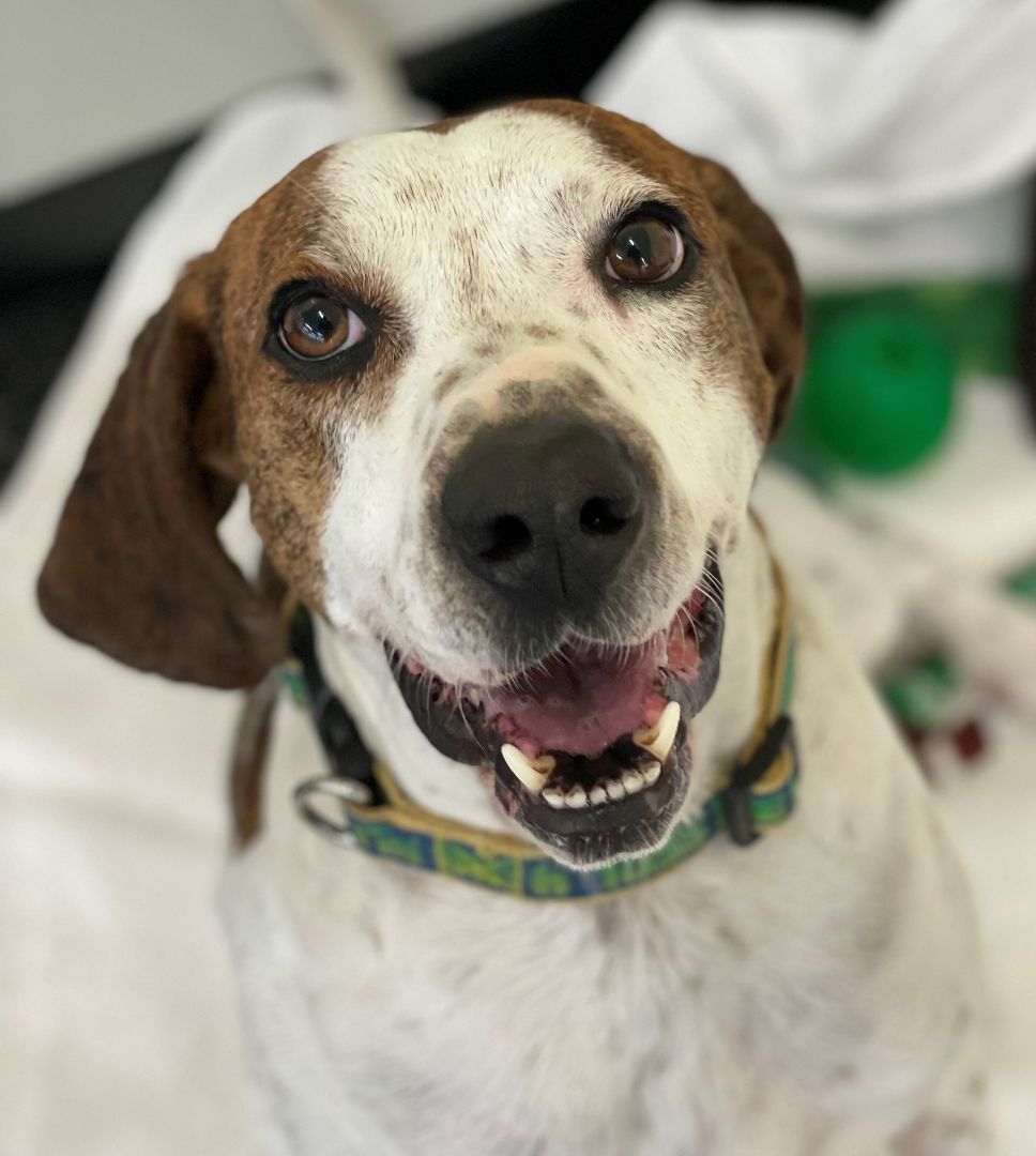 Bocephus, an adoptable Hound in Belmont, NY, 14813 | Photo Image 6