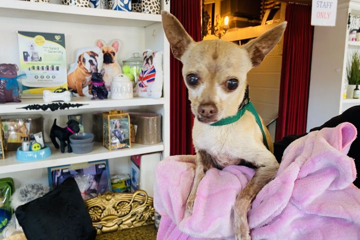 Mary, an adoptable Chihuahua in Woodland Hills, CA_image-2