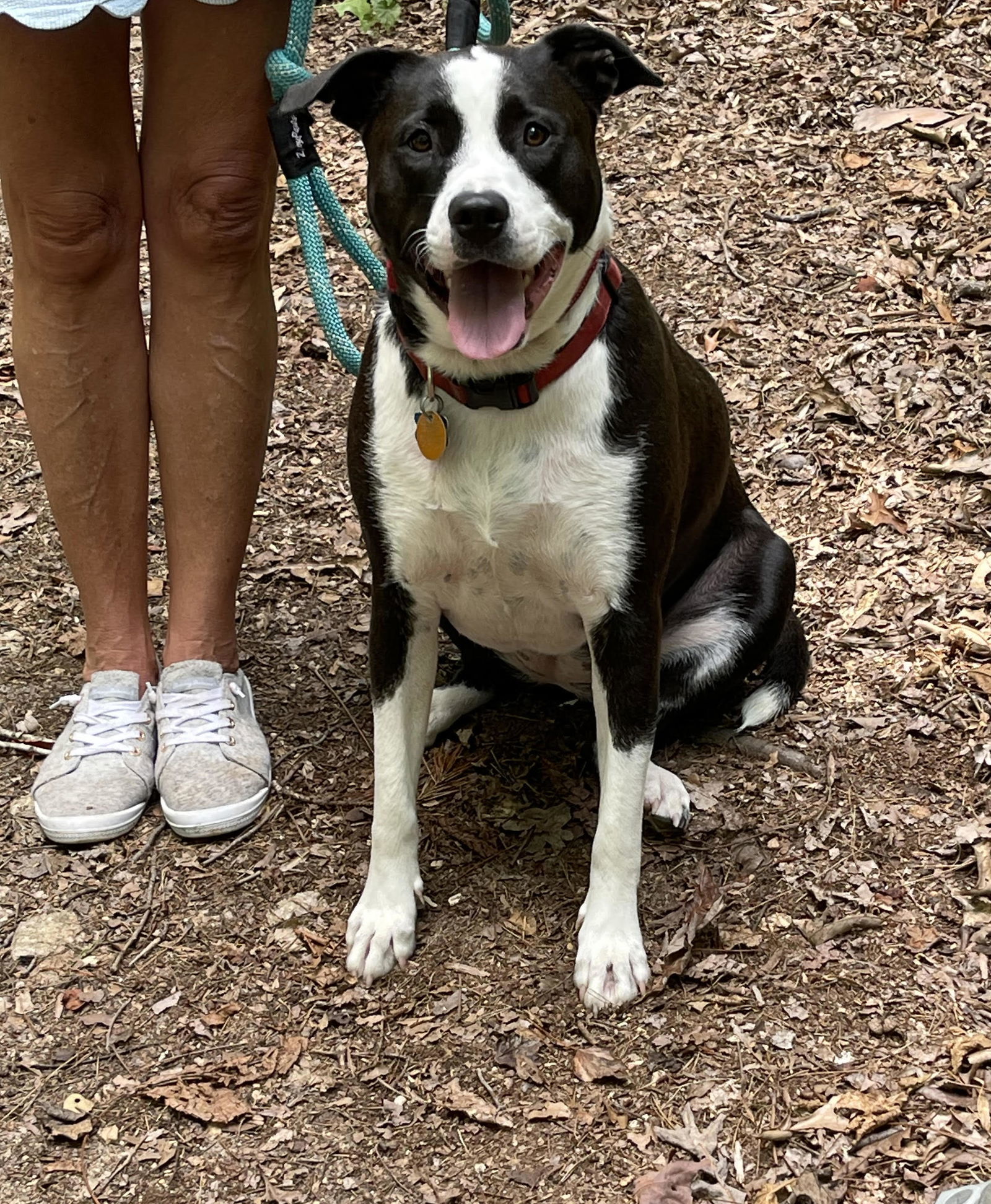 Merry Mistlepaws, an adoptable American Staffordshire Terrier, Alaskan Malamute in Alpharetta, GA, 30009 | Photo Image 2