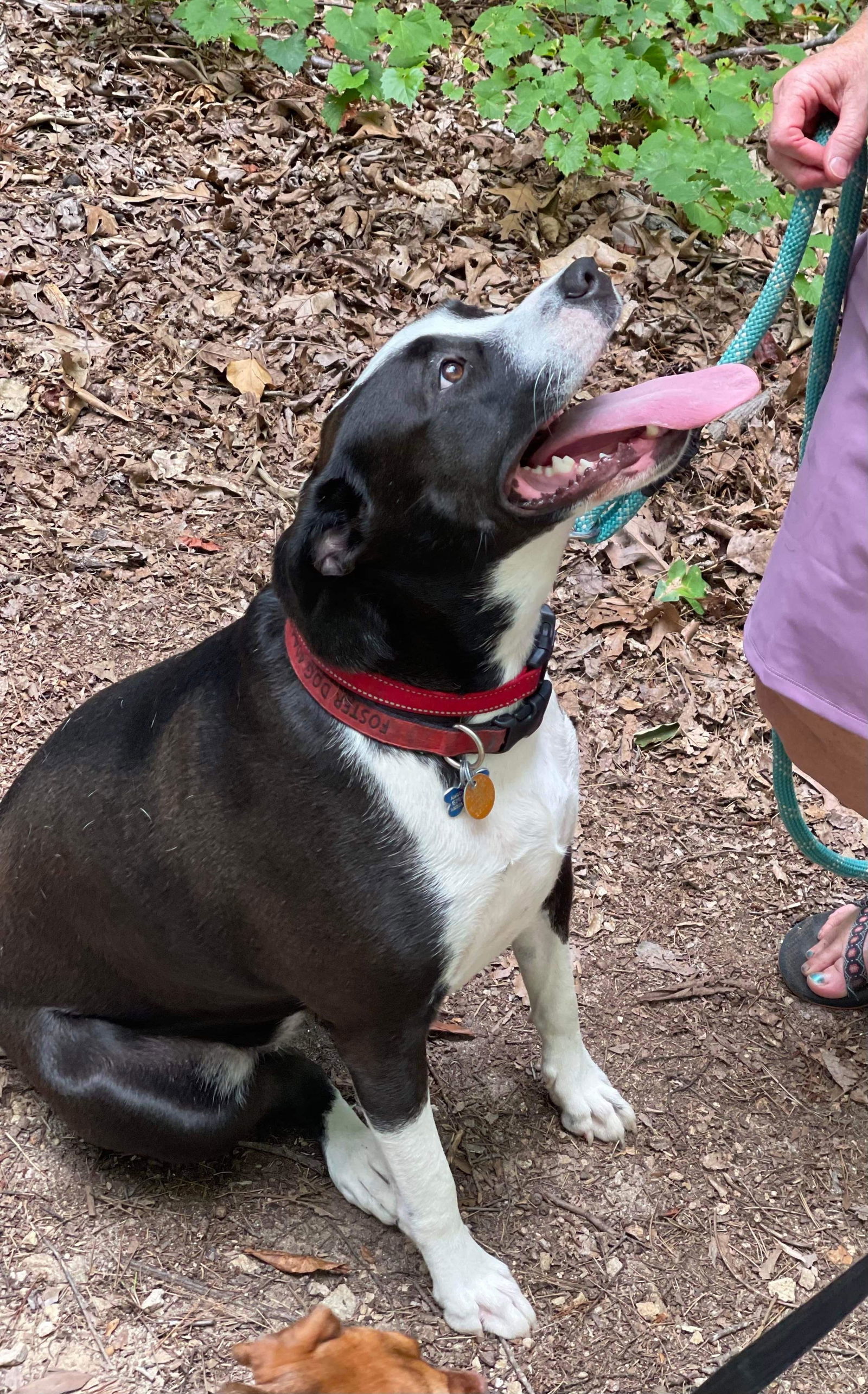 Merry Mistlepaws, an adoptable American Staffordshire Terrier, Alaskan Malamute in Alpharetta, GA, 30009 | Photo Image 3