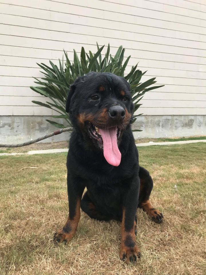 Dog For Adoption Hogan A Rottweiler In Los Angeles Ca Petfinder