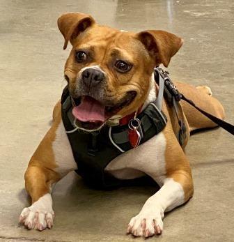Aura Jean, an adoptable American Bulldog in Mason City, IA, 50401 | Photo Image 2