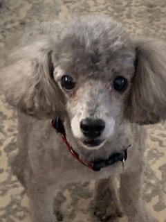 Senior sales poodle rescue