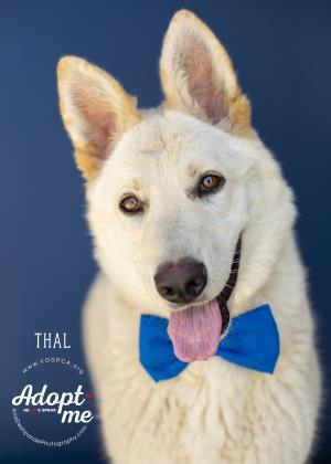 Thal, an adoptable German Shepherd Dog in Visalia, CA, 93277 | Photo Image 1