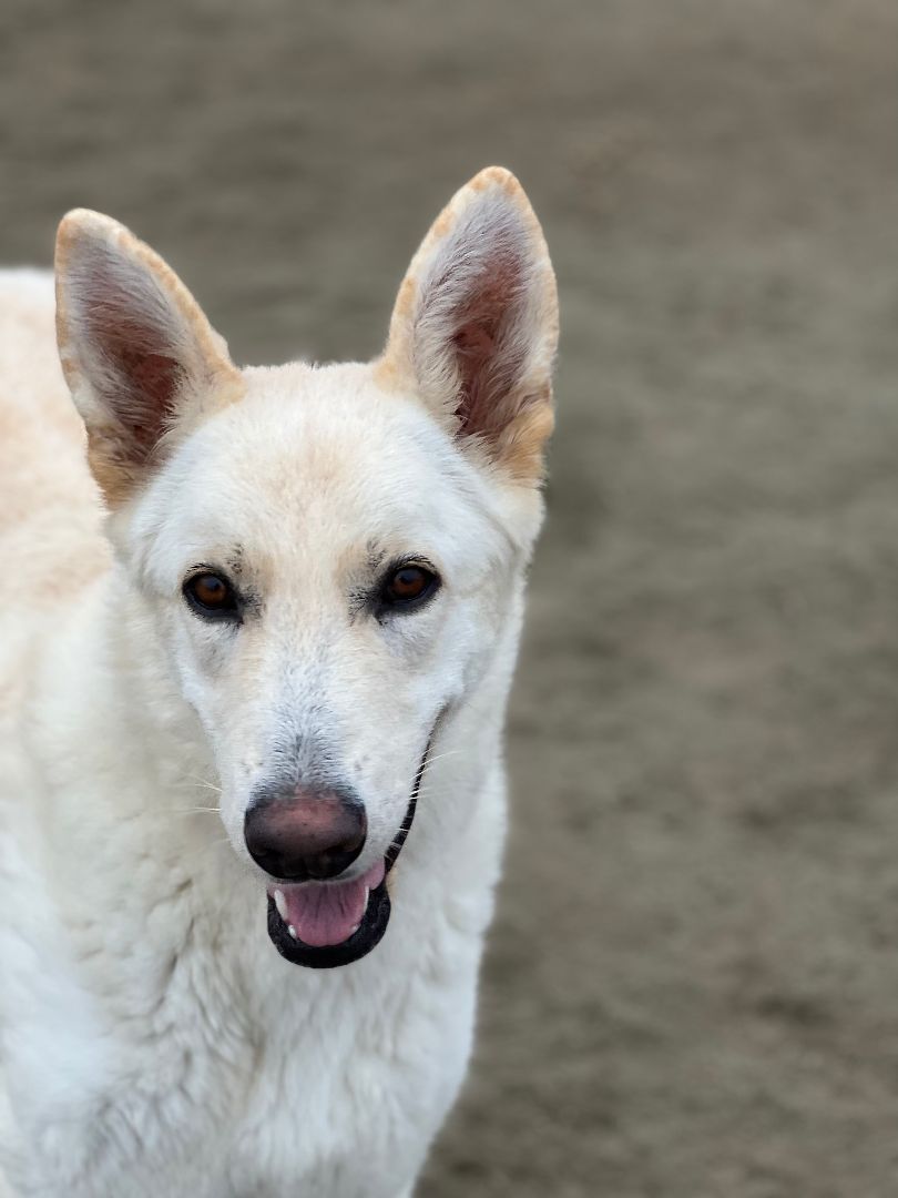 Thal, an adoptable German Shepherd Dog in Visalia, CA, 93277 | Photo Image 2