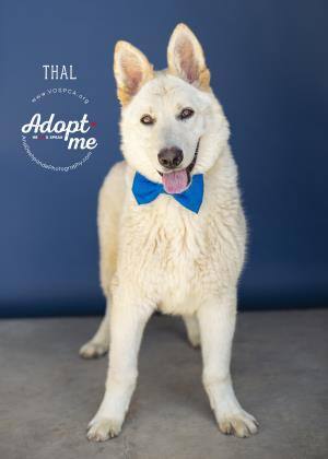 Thal, an adoptable German Shepherd Dog in Visalia, CA, 93277 | Photo Image 4