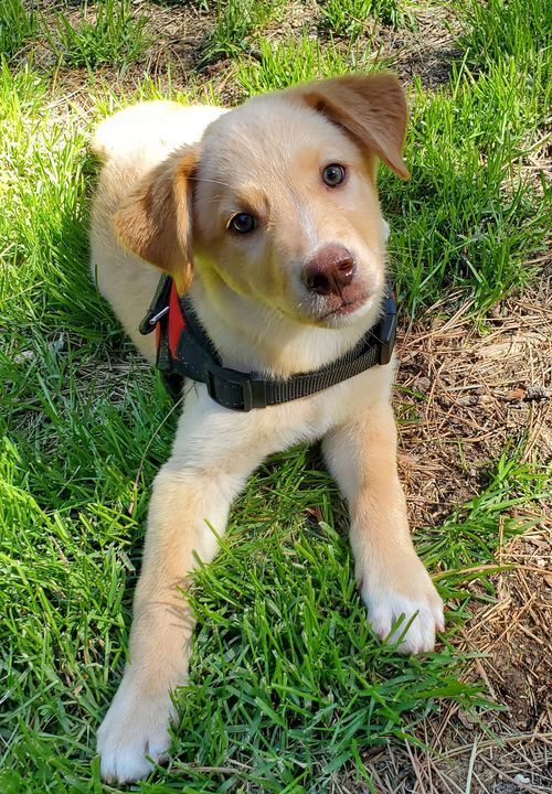 Dog For Adoption Honey Bear A Labrador Retriever Mix In Colorado Springs Co Petfinder