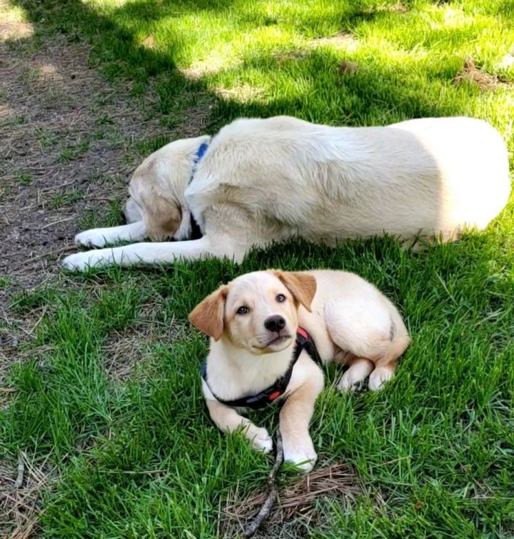 Dog For Adoption Honey Bear A Labrador Retriever Mix In Colorado Springs Co Petfinder