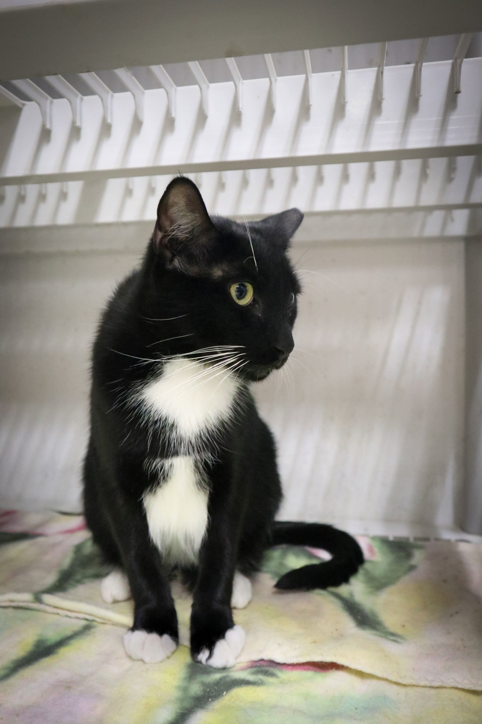 Pratt, an adoptable Domestic Short Hair in Margate, FL, 33068 | Photo Image 1