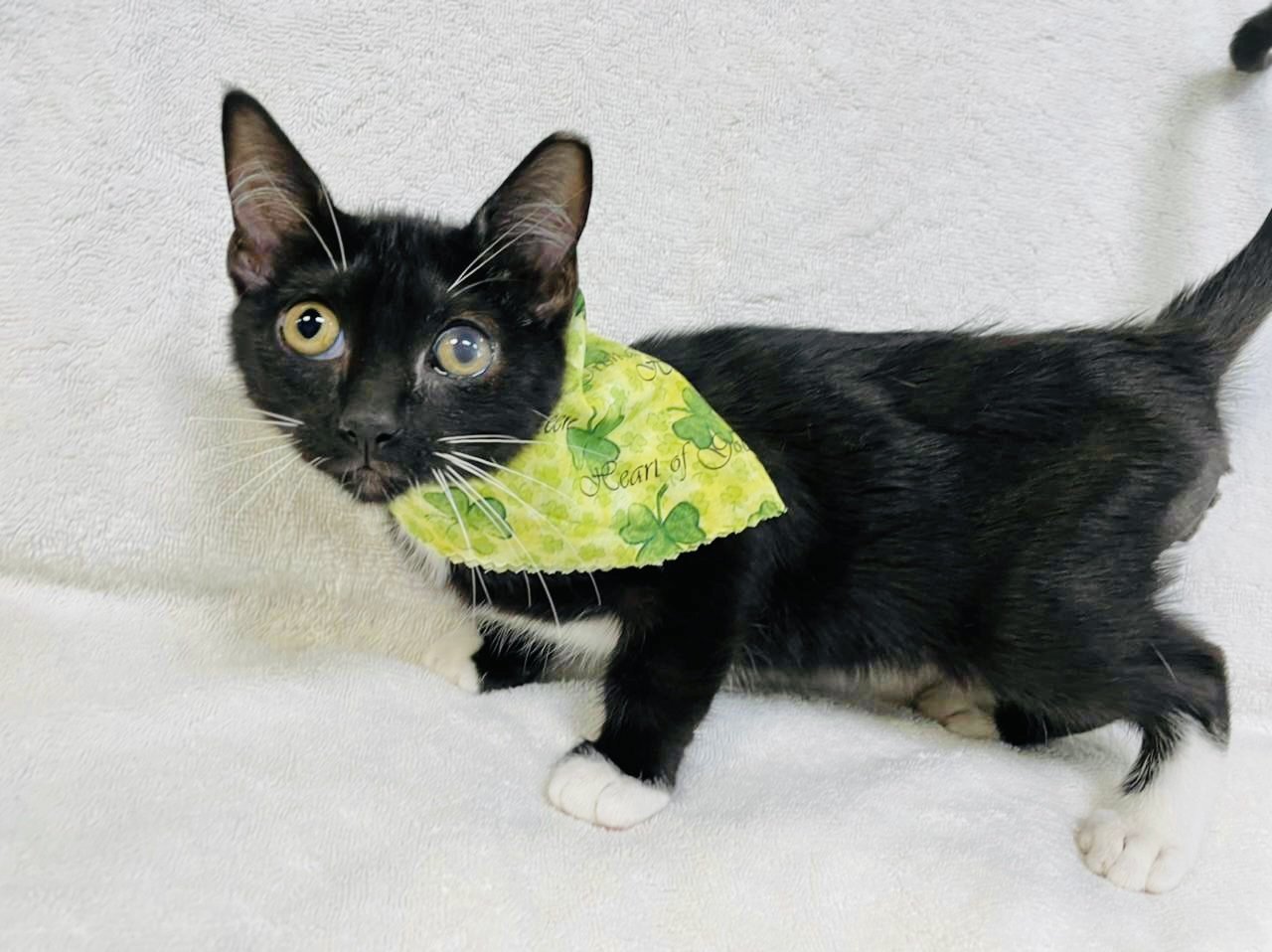 Pratt, an adoptable Domestic Short Hair in Margate, FL, 33068 | Photo Image 5