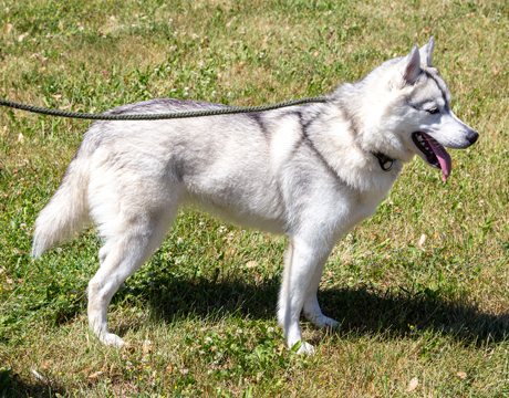 Eliza, an adoptable Siberian Husky in Harvard, IL, 60033 | Photo Image 7