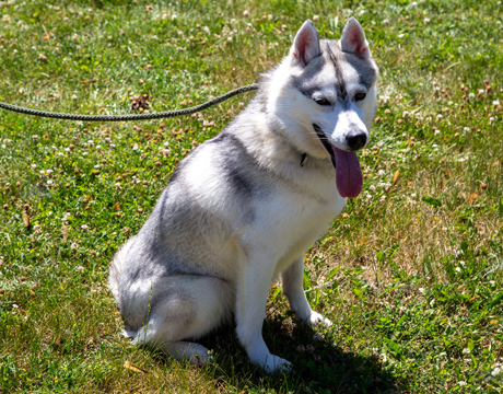 Eliza, an adoptable Siberian Husky in Harvard, IL, 60033 | Photo Image 8