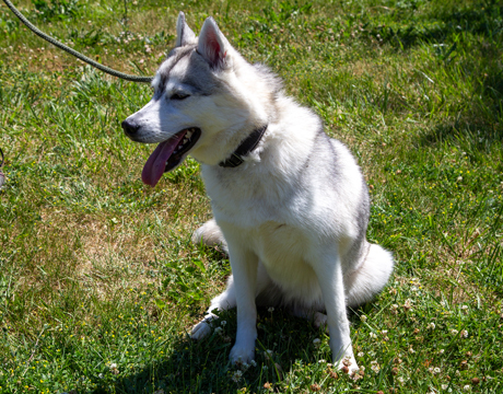 Eliza, an adoptable Siberian Husky in Harvard, IL, 60033 | Photo Image 9