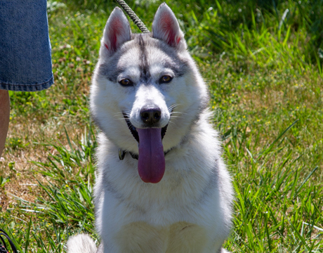 Eliza, an adoptable Siberian Husky in Harvard, IL, 60033 | Photo Image 1