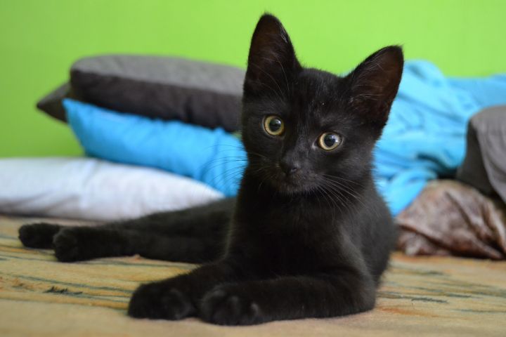 Midnight, an adopted Domestic Short Hair Mix in Ellicott City, MD_image-1