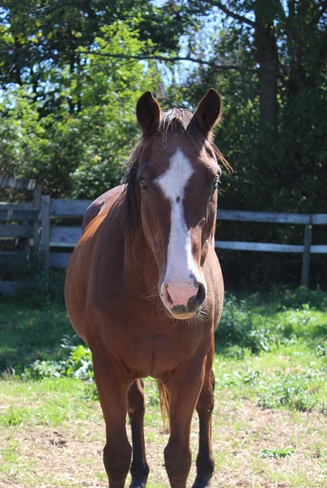Loki, an adoptable Mustang in Northford, CT_image-2