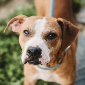 Davey, an adoptable Boxer, Hound in Liberty Center, OH, 43532 | Photo Image 1