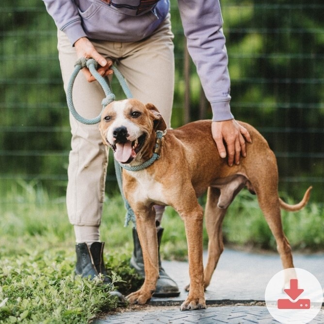 Davey, an adoptable Boxer, Hound in Liberty Center, OH, 43532 | Photo Image 2