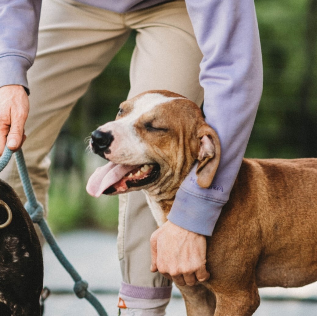 Davey, an adoptable Boxer, Hound in Liberty Center, OH, 43532 | Photo Image 3