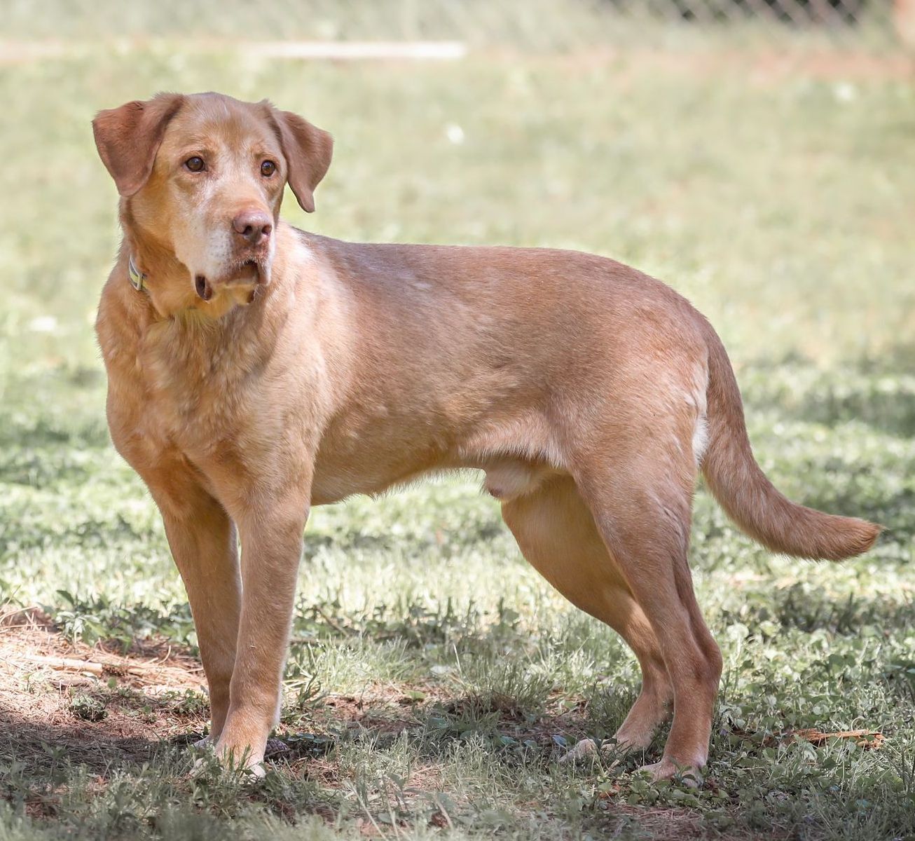 Ryder, an adoptable Labrador Retriever, Golden Retriever in Camp Hill, AL, 36850 | Photo Image 2
