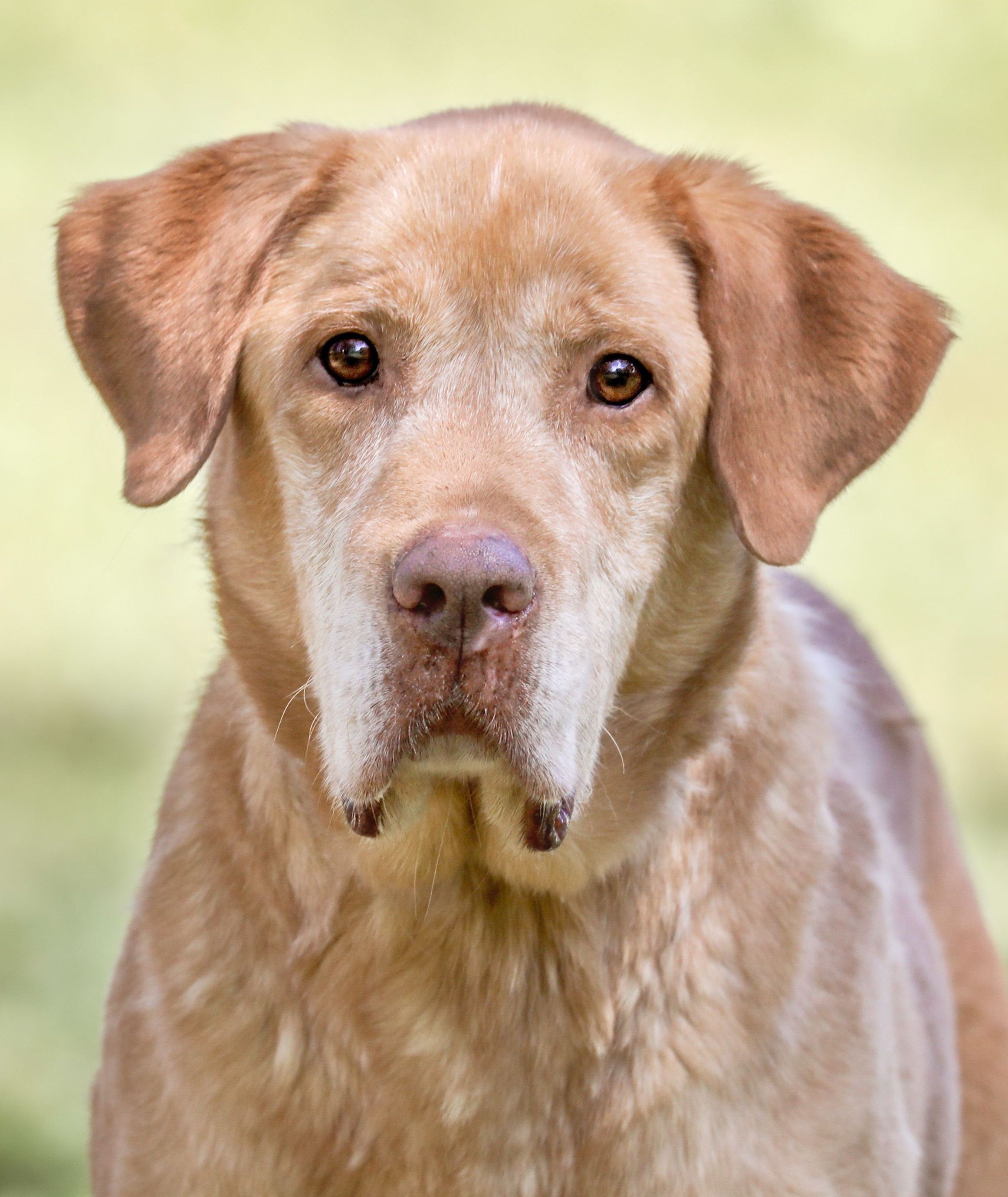 Ryder, an adoptable Labrador Retriever, Golden Retriever in Camp Hill, AL, 36850 | Photo Image 1