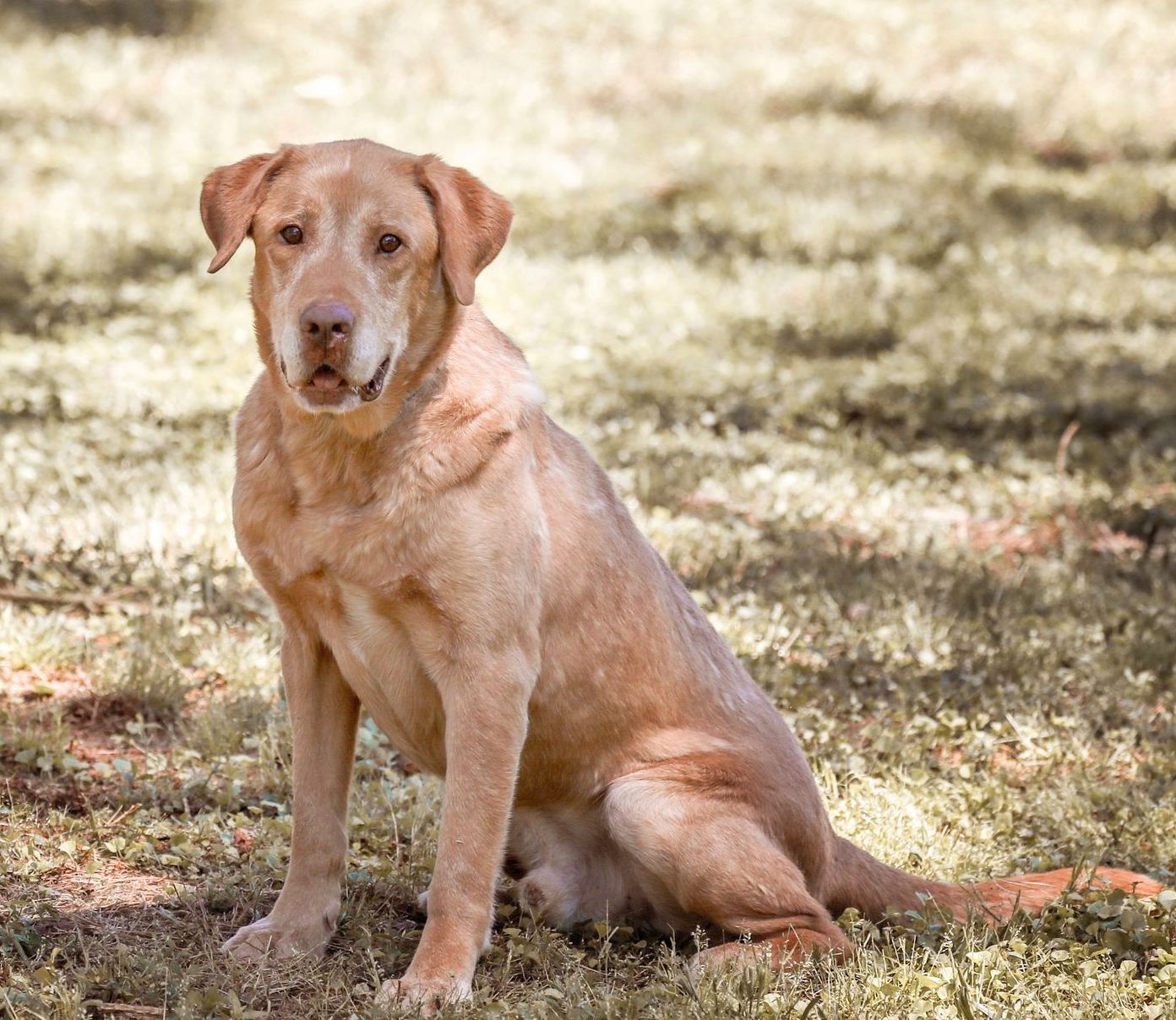 Ryder, an adoptable Labrador Retriever, Golden Retriever in Camp Hill, AL, 36850 | Photo Image 4