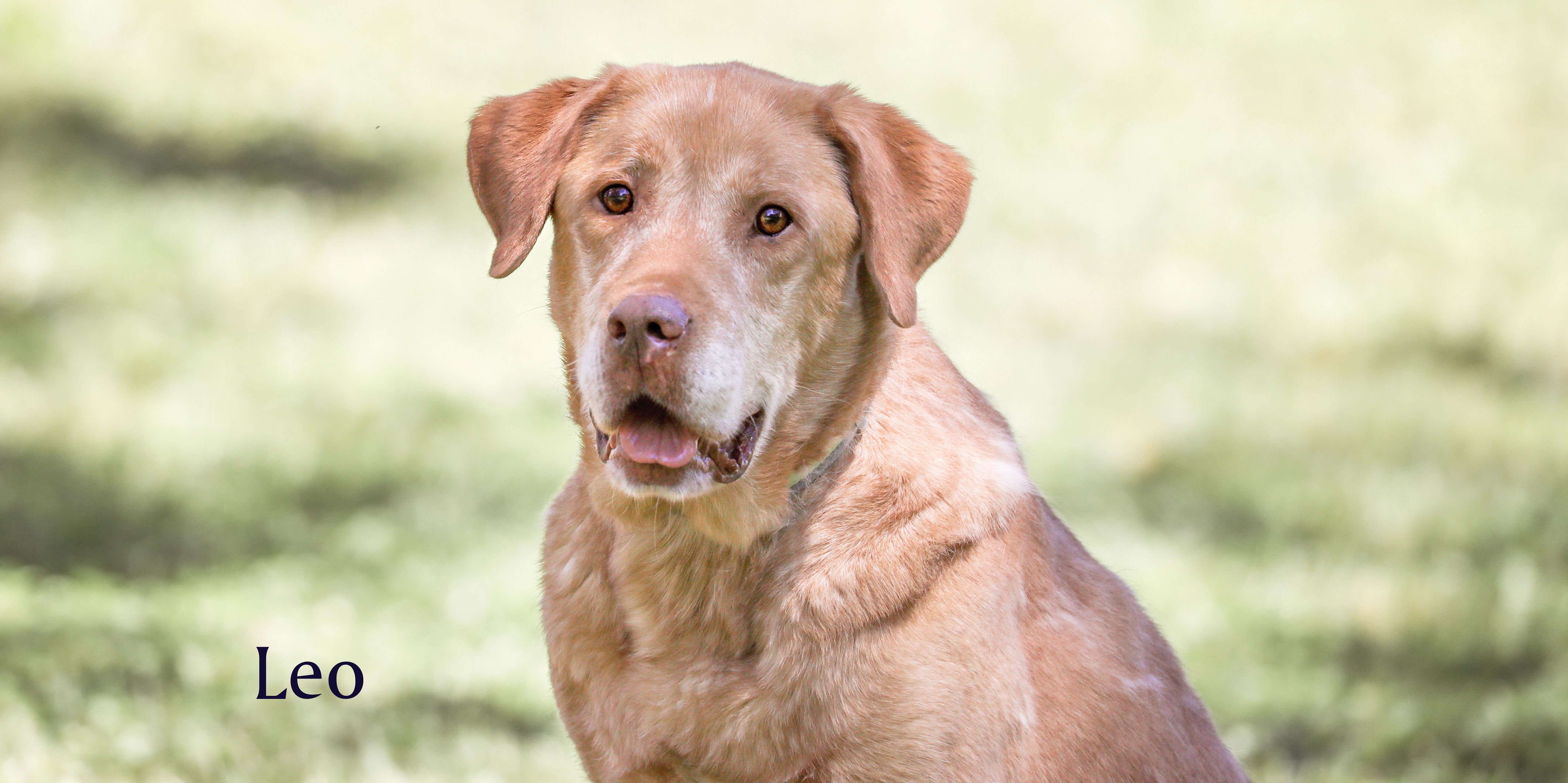 Ryder, an adoptable Labrador Retriever, Golden Retriever in Camp Hill, AL, 36850 | Photo Image 4