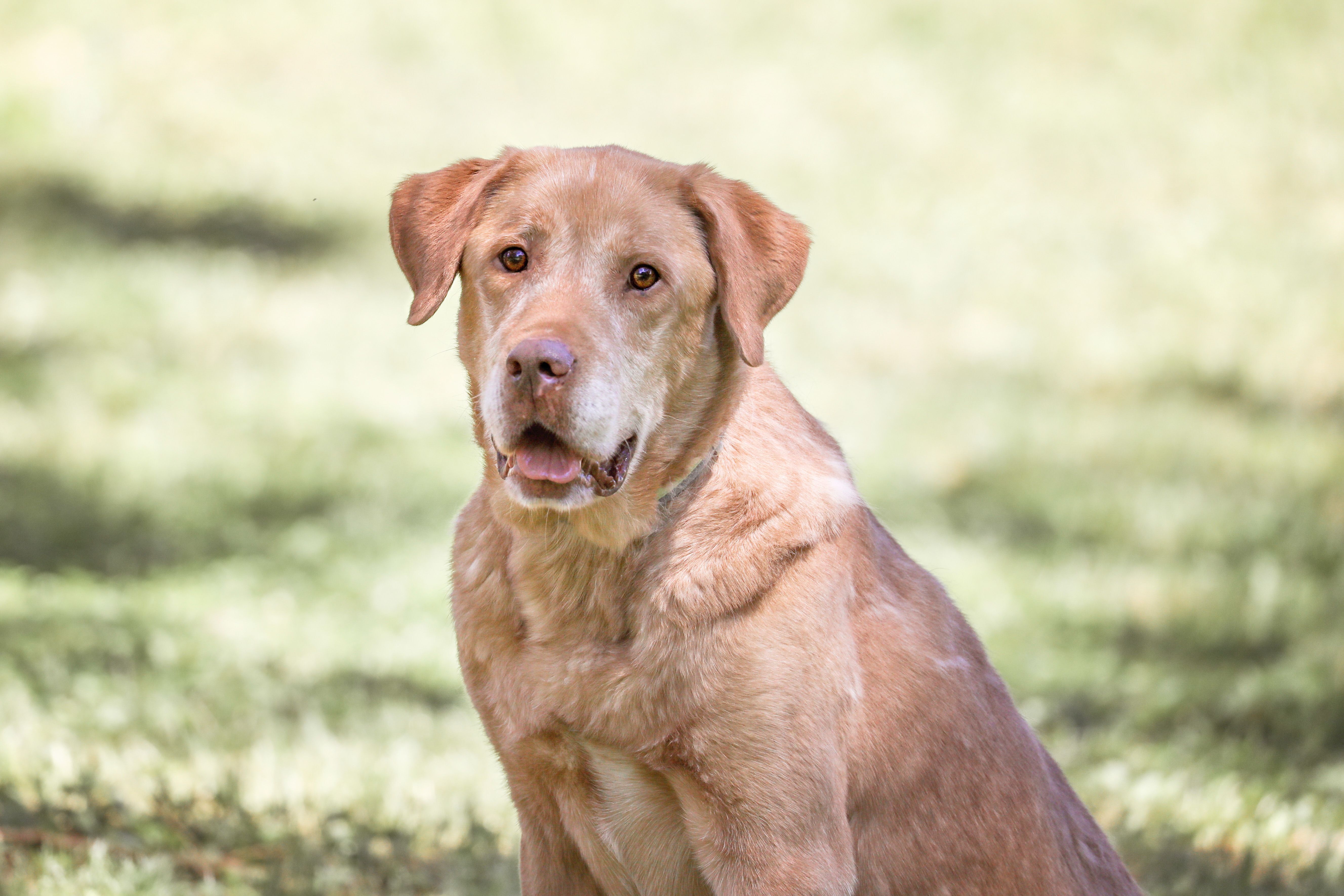 Ryder, an adoptable Labrador Retriever, Golden Retriever in Camp Hill, AL, 36850 | Photo Image 6
