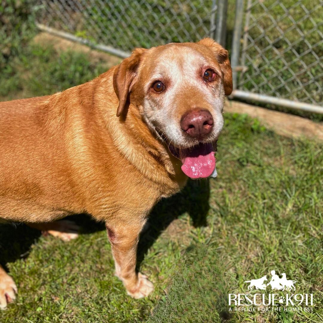 Golden retriever store mix for adoption