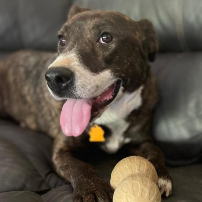 Mika, an adoptable Pit Bull Terrier, Hound in Sunnyvale, CA, 94085 | Photo Image 1