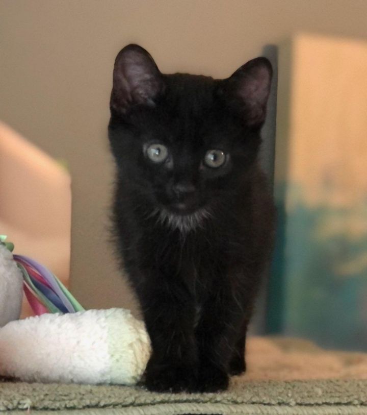 Paris, an adopted Domestic Short Hair Mix in Rochester Hills, MI_image-1