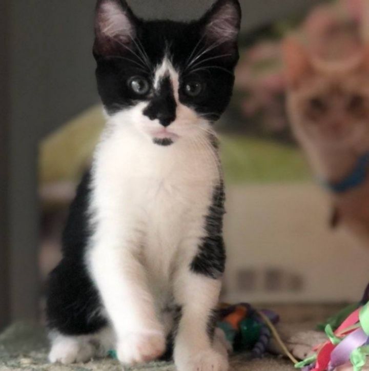 Penguin, an adopted Domestic Short Hair & Tuxedo Mix in Rochester Hills, MI_image-2