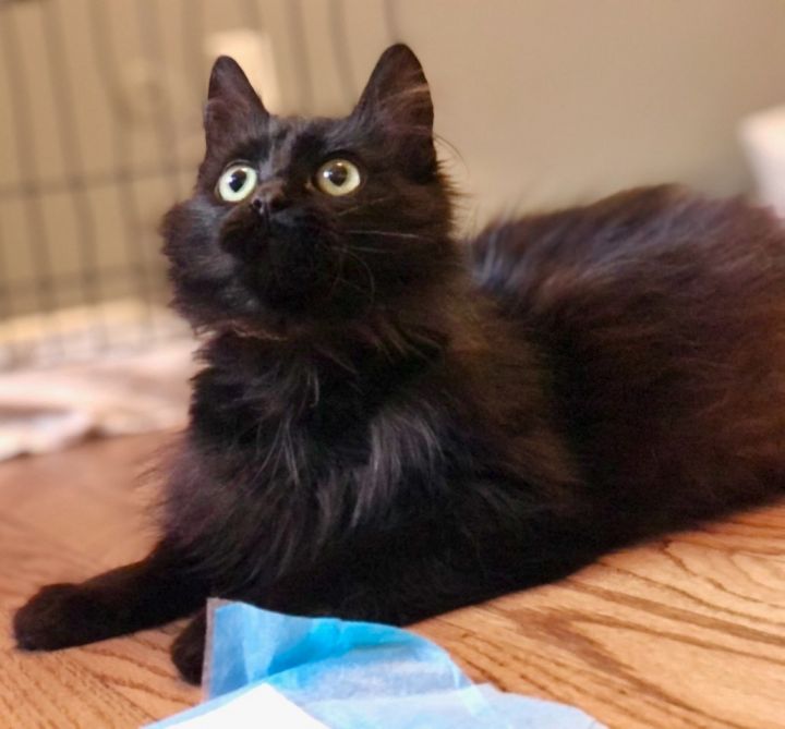 Piper, an adopted Domestic Medium Hair Mix in Rochester Hills, MI_image-4