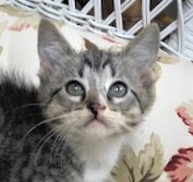 LE MEW - Stunning, Friendly, Outgoing, Snuggly, 10-Week-Old, Bengal Mix Boy! 2