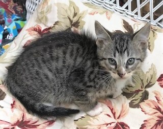 LE MEW - Stunning, Friendly, Outgoing, Snuggly, 10-Week-Old, Bengal Mix Boy! 3