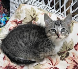 LE MEW - Stunning, Friendly, Outgoing, Snuggly, 10-Week-Old, Bengal Mix Boy! 4