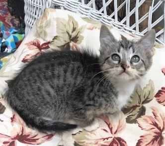 LE MEW - Stunning, Friendly, Outgoing, Snuggly, 10-Week-Old, Bengal Mix Boy!